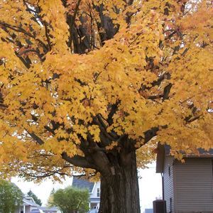 Meet your Posher, Jeanette